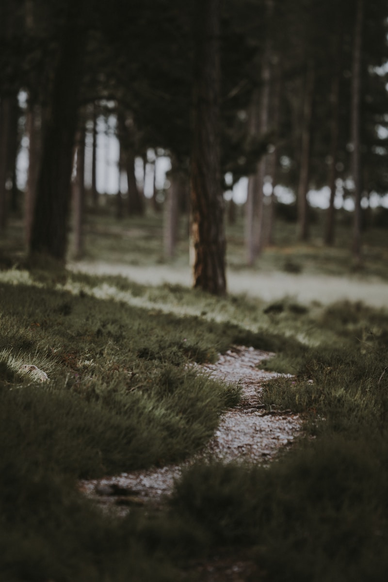 The Hollow
