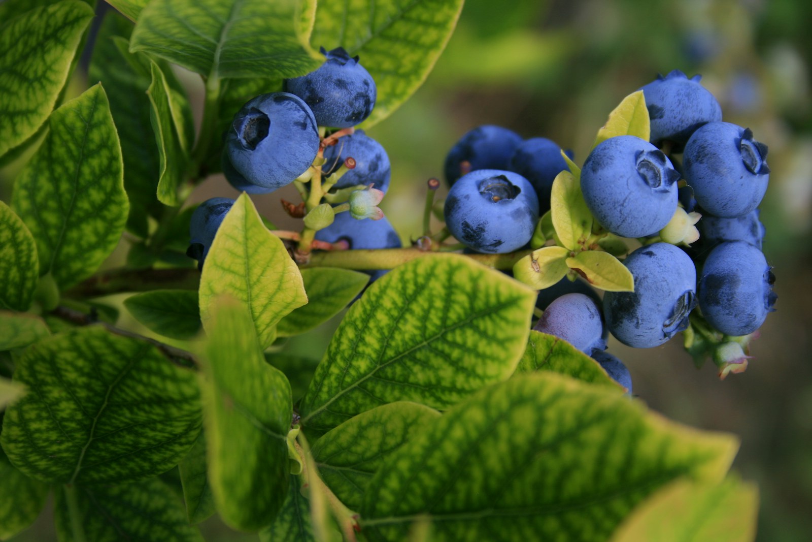 Forage