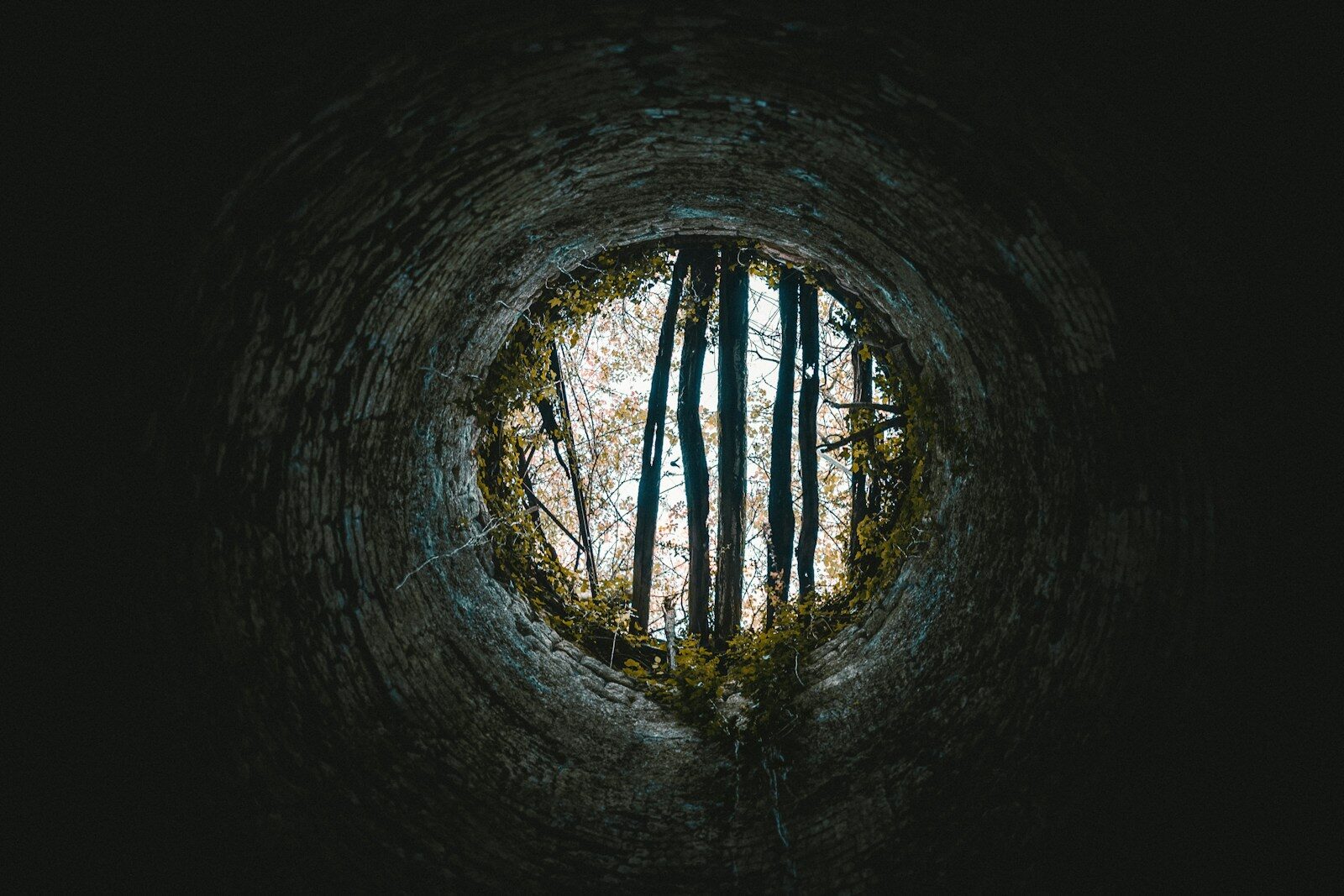Echo